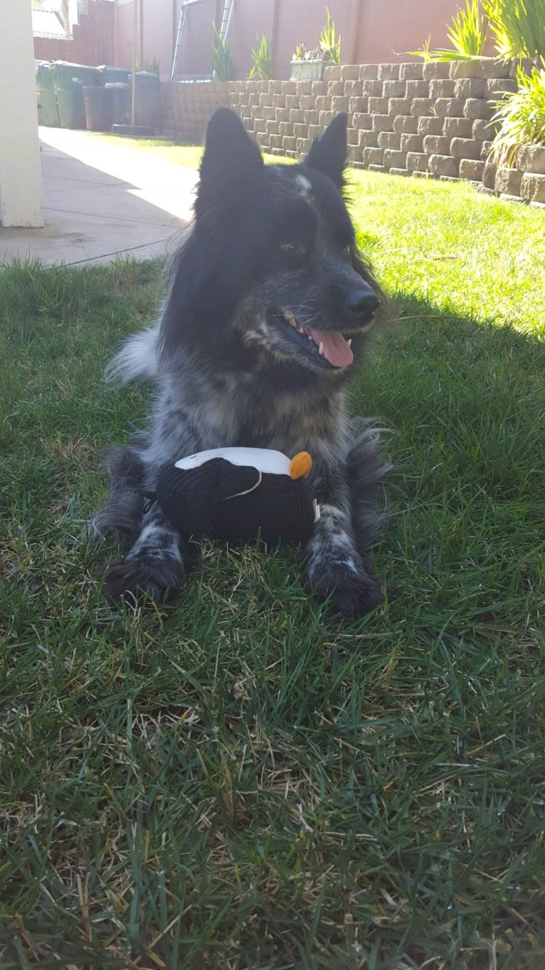 Jadie, a German Shepherd Dog and Chow Chow mix tested with EmbarkVet.com