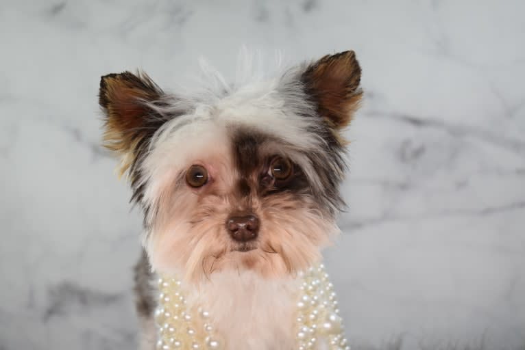 Whiskey, a Yorkshire Terrier (9.0% unresolved) tested with EmbarkVet.com