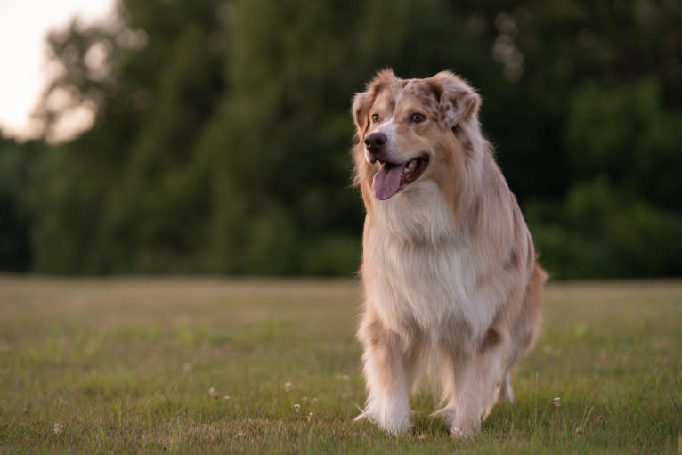 Neville, an Australian Shepherd tested with EmbarkVet.com