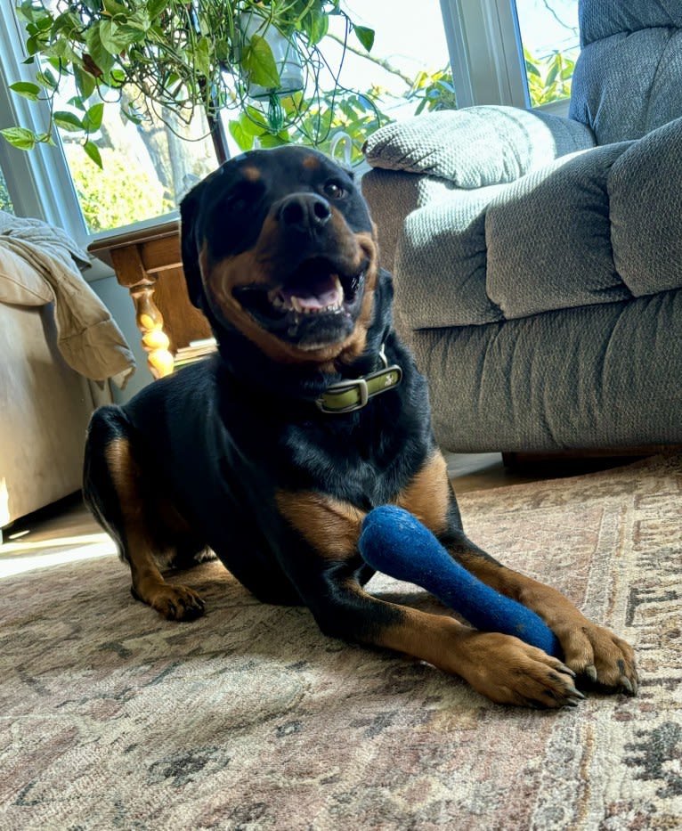 Baxter, a Rottweiler tested with EmbarkVet.com