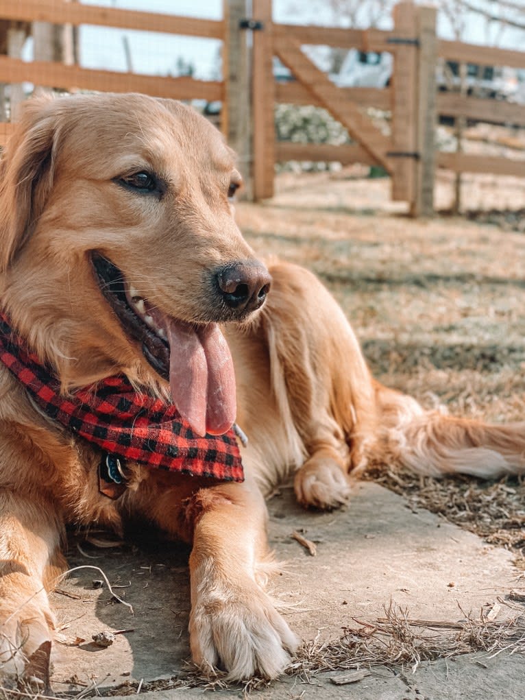 Marley, a Golden Retriever tested with EmbarkVet.com