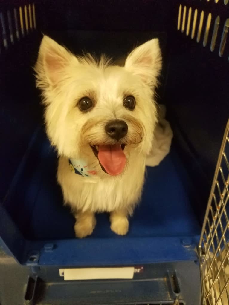 Willow, a Cairn Terrier and Maltese mix tested with EmbarkVet.com