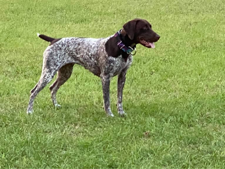 Cadence, a German Shorthaired Pointer tested with EmbarkVet.com