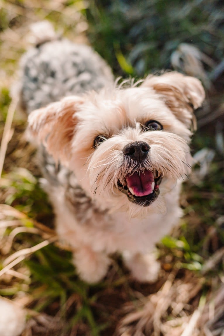 Teddy, a Yorkshire Terrier and Maltese mix tested with EmbarkVet.com
