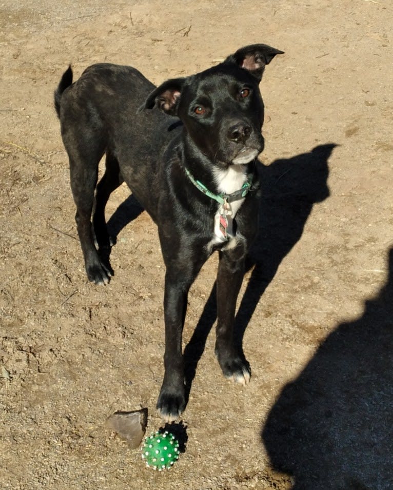 Egon The Grifter, an American Pit Bull Terrier and American Bully mix tested with EmbarkVet.com