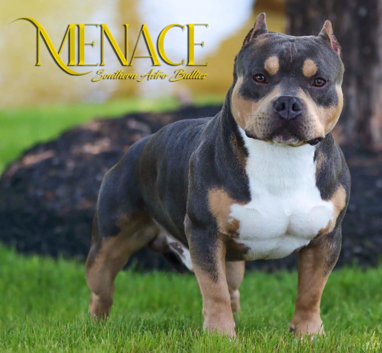 MENACE OF BENAVIDES BULLIES, an American Bully tested with EmbarkVet.com