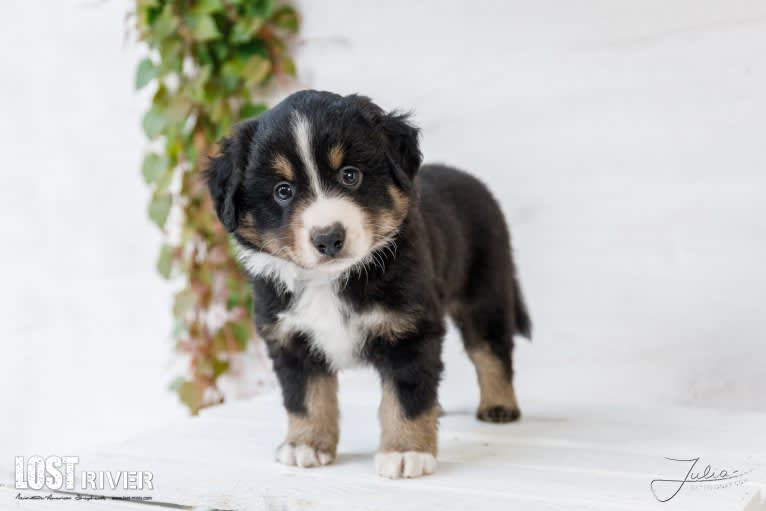 LOST RIVER CURSE OF THE BLACK PEARL, an Australian Shepherd tested with EmbarkVet.com