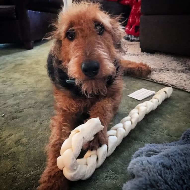 Maisy, an Airedale Terrier tested with EmbarkVet.com