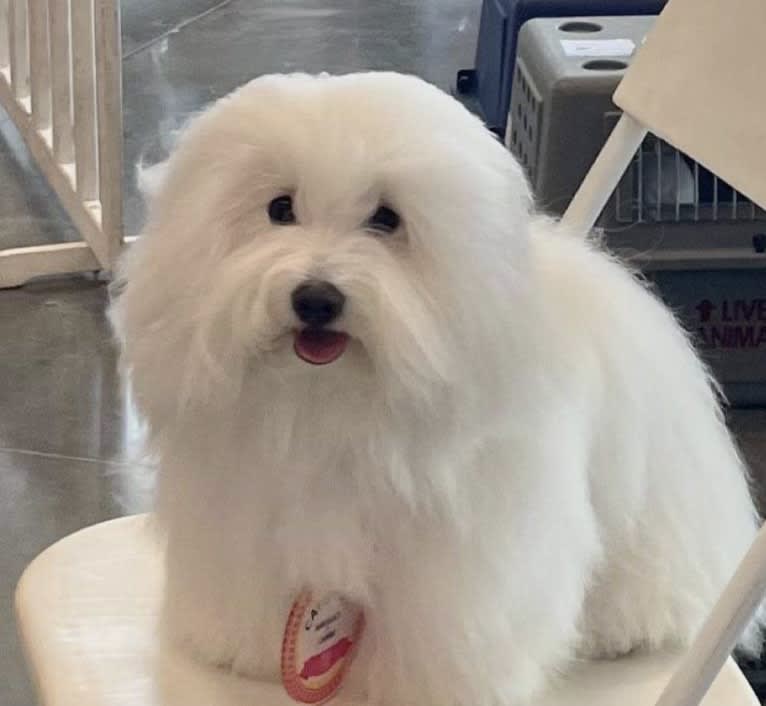 Mi-Toi’s Rag Doll (Muneca), a Coton de Tulear tested with EmbarkVet.com