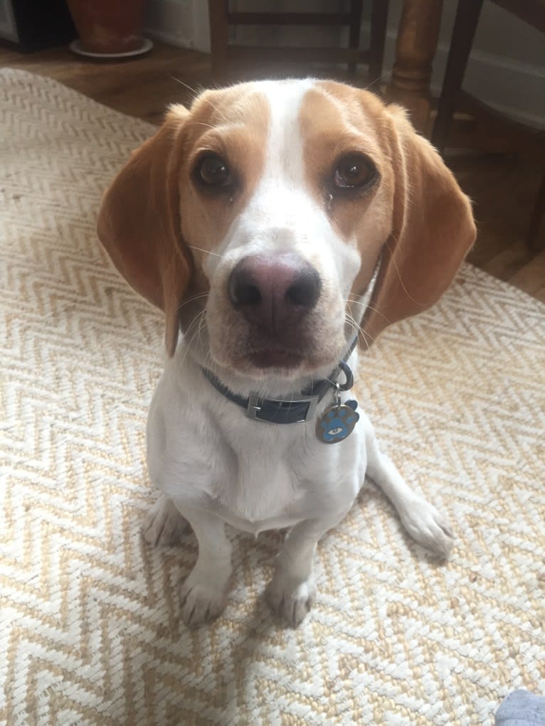 Spencer, a Beagle tested with EmbarkVet.com