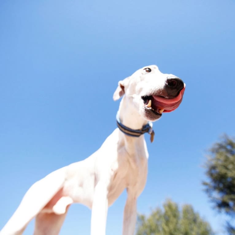 Jack, a Whippet tested with EmbarkVet.com