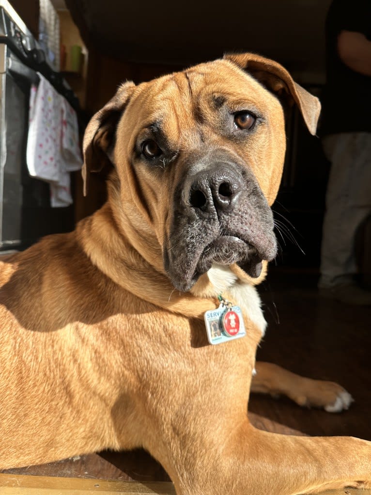 Dune, an American Bulldog and Bulldog mix tested with EmbarkVet.com