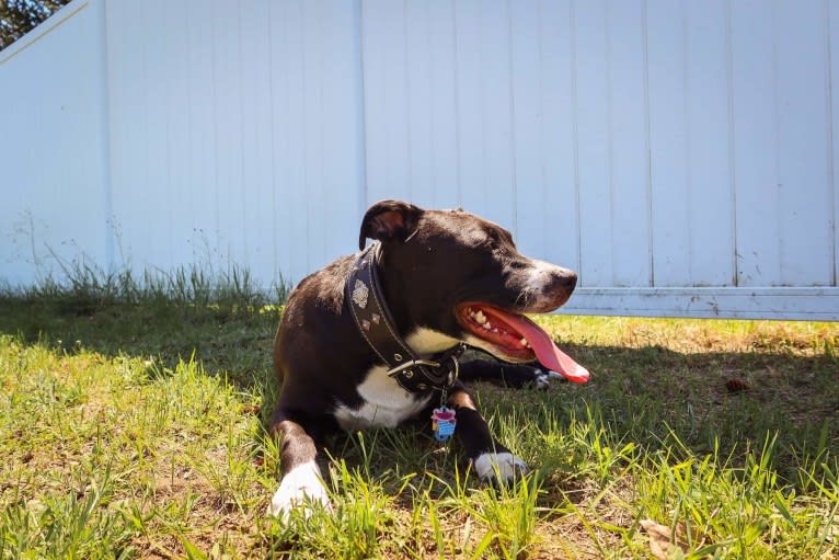 Luna, an American Pit Bull Terrier tested with EmbarkVet.com