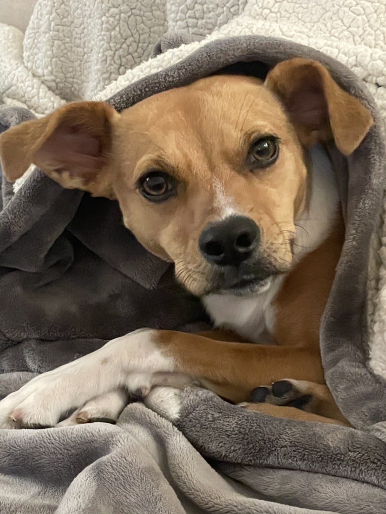 Cooper, an American Pit Bull Terrier and Boxer mix tested with EmbarkVet.com