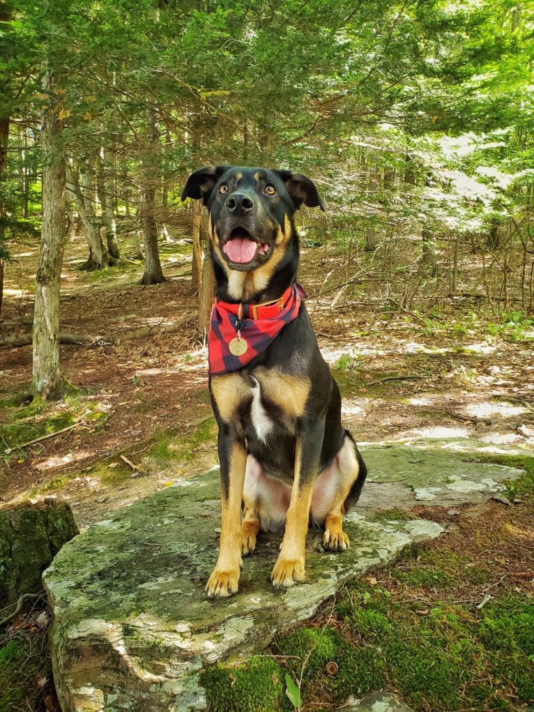 Loki • Sylvalo's Mischief Managed, a German Shepherd Dog and Rottweiler mix tested with EmbarkVet.com