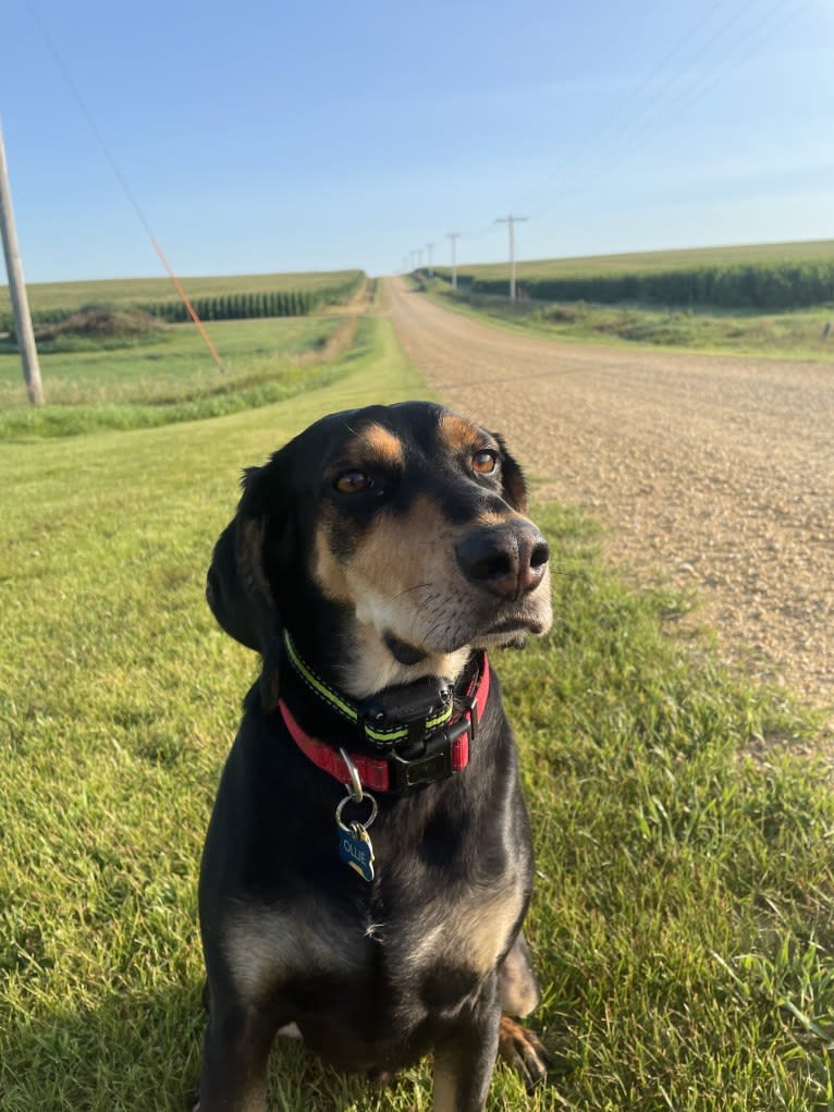 Ollie, an American Leopard Hound tested with EmbarkVet.com