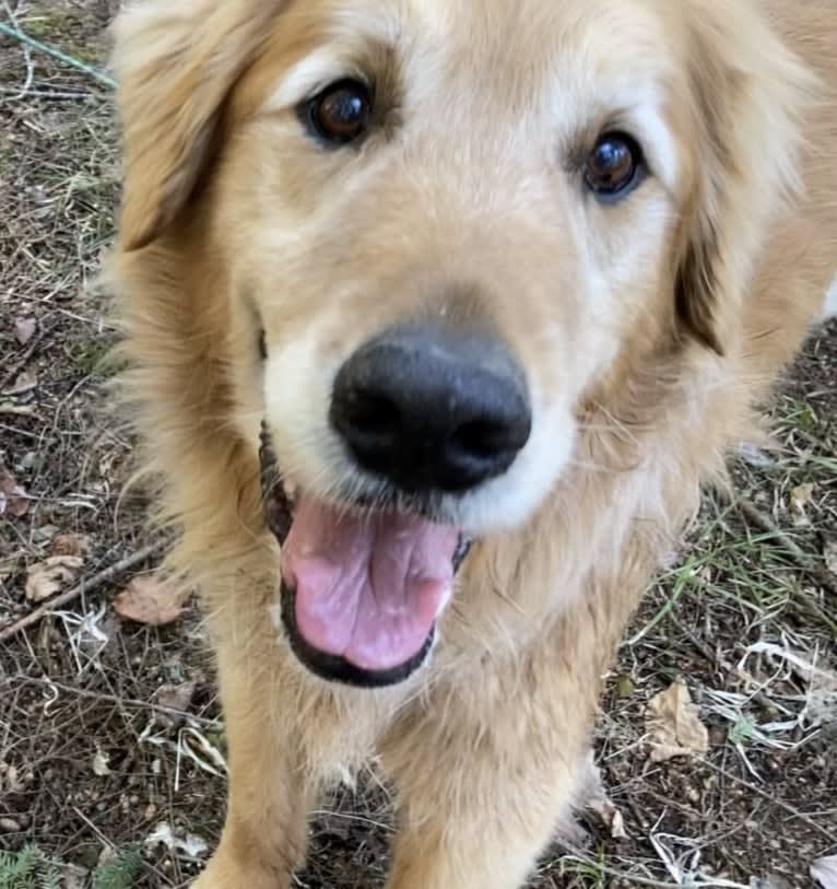 Timber “Gross Manor’s I’ll Be The One You Won’t Forget”, a Golden Retriever tested with EmbarkVet.com