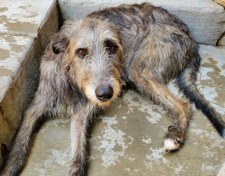 Freya, an Irish Wolfhound tested with EmbarkVet.com