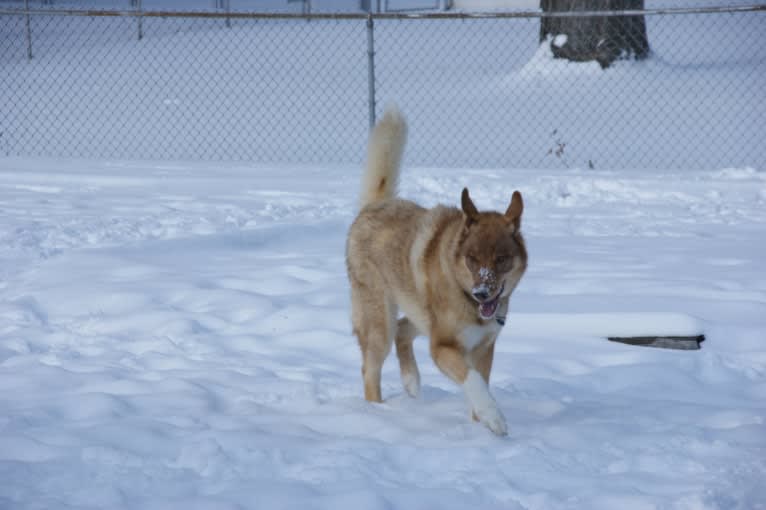 Duvel, a Siberian Husky and German Shepherd Dog mix tested with EmbarkVet.com