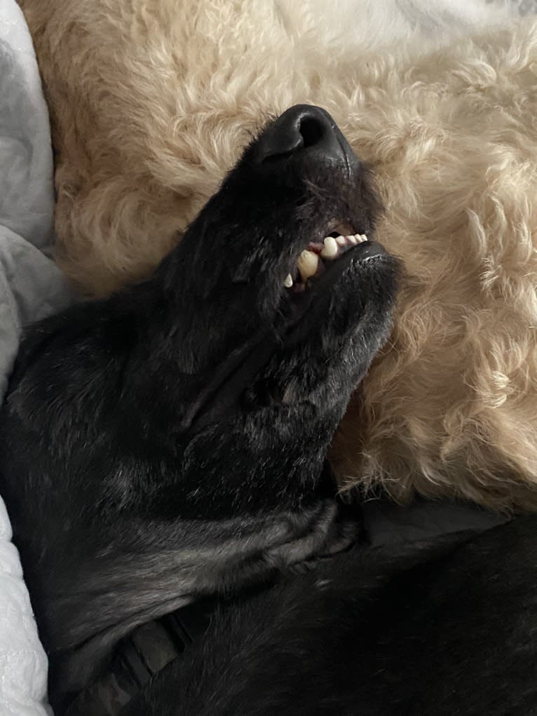 Beau, a Goldendoodle tested with EmbarkVet.com