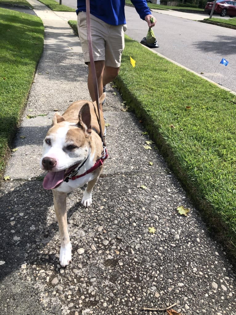 Louie, an American Pit Bull Terrier and American Staffordshire Terrier mix tested with EmbarkVet.com