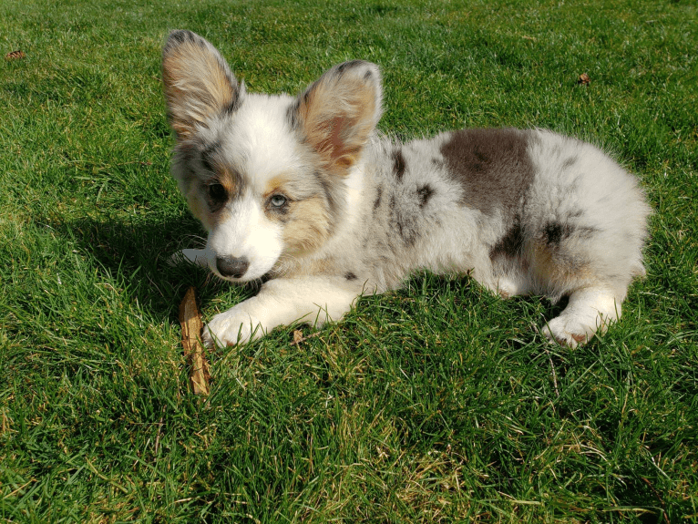 Lady Merle, a Cardigan Welsh Corgi and Pembroke Welsh Corgi mix tested with EmbarkVet.com