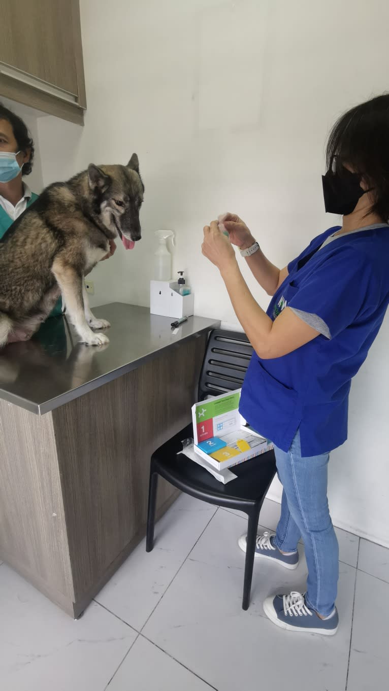 Beauty, a Siberian Husky tested with EmbarkVet.com