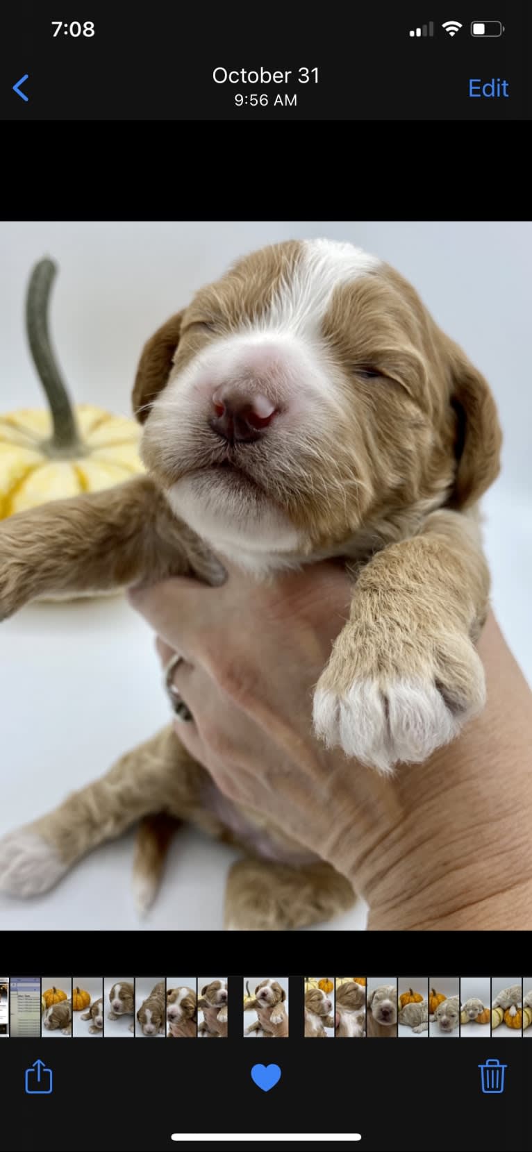 Maple, a Cockapoo tested with EmbarkVet.com
