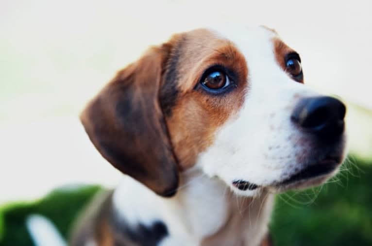 Bogey, a Beagle (8.2% unresolved) tested with EmbarkVet.com