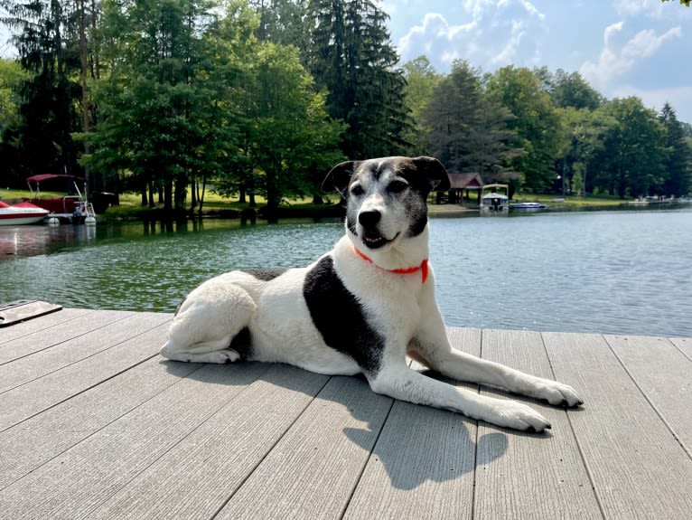 Claire, an American Pit Bull Terrier and Labrador Retriever mix tested with EmbarkVet.com