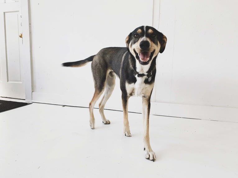 Coava, a German Shorthaired Pointer and Siberian Husky mix tested with EmbarkVet.com