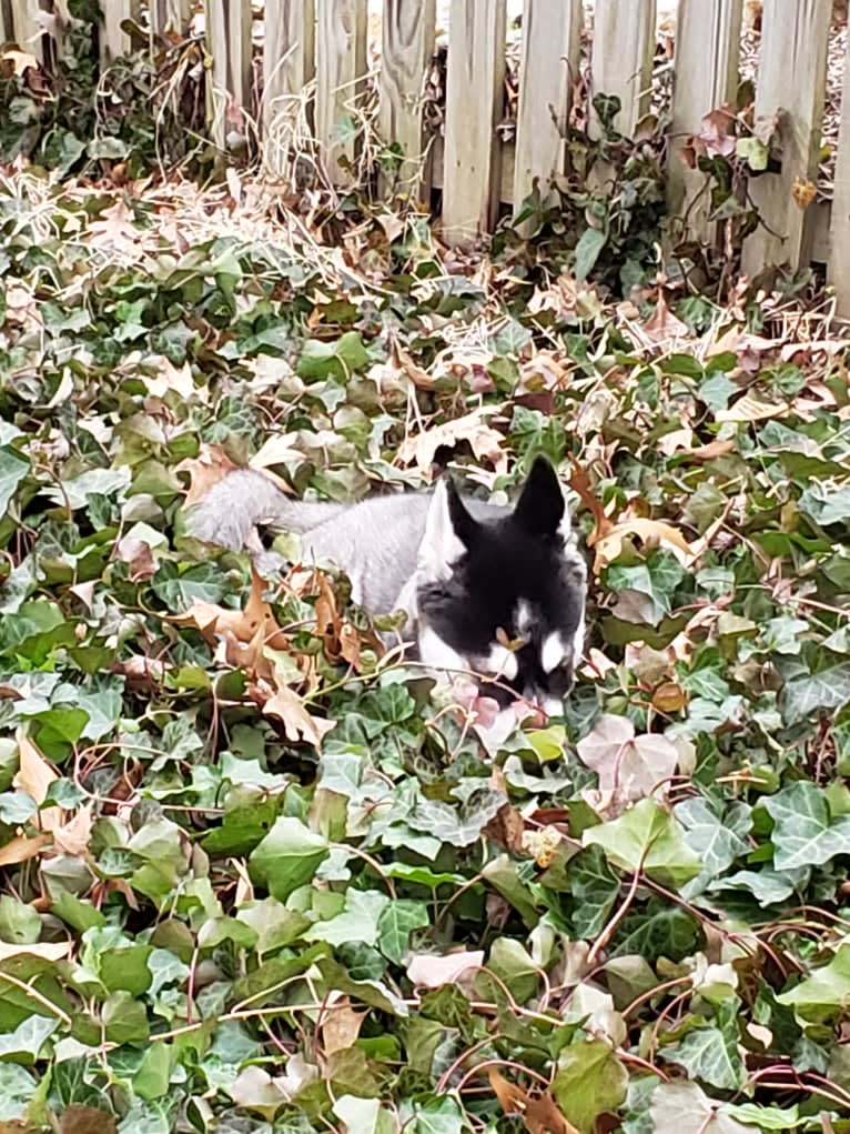 Rocket, a Siberian Husky and Alaskan Malamute mix tested with EmbarkVet.com