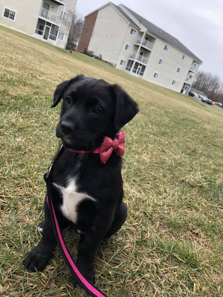 Nala, a Border Collie and American Pit Bull Terrier mix tested with EmbarkVet.com