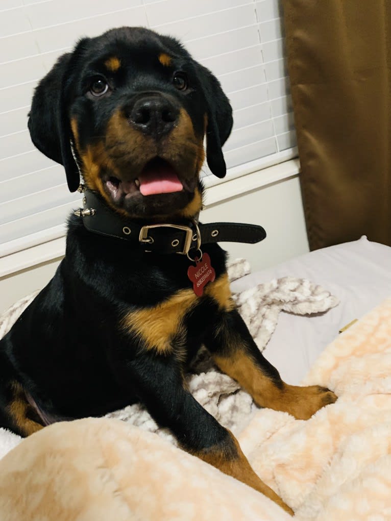 Chompy, a Rottweiler tested with EmbarkVet.com