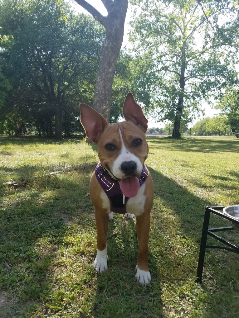 Zora, an American Pit Bull Terrier and American Staffordshire Terrier mix tested with EmbarkVet.com