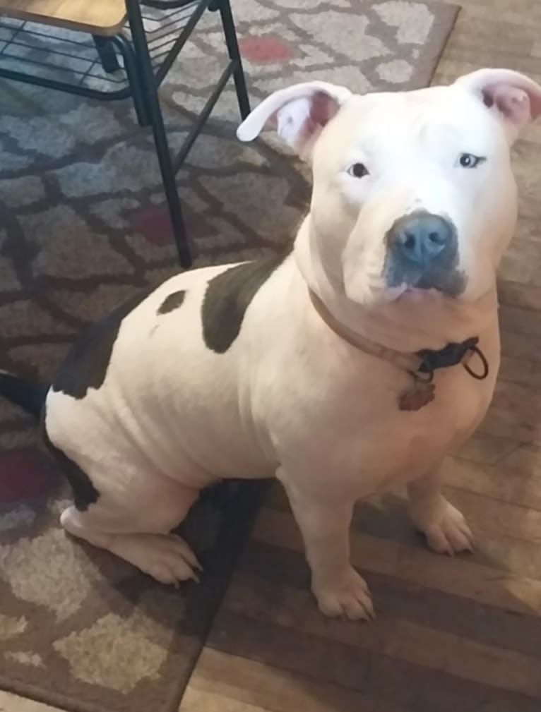 Khaleesi, an American Bully tested with EmbarkVet.com