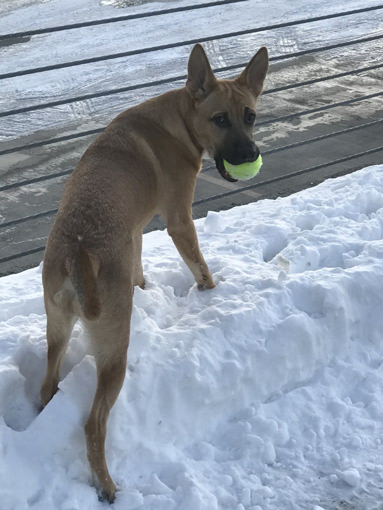 Kermit, an American Pit Bull Terrier and German Shepherd Dog mix tested with EmbarkVet.com