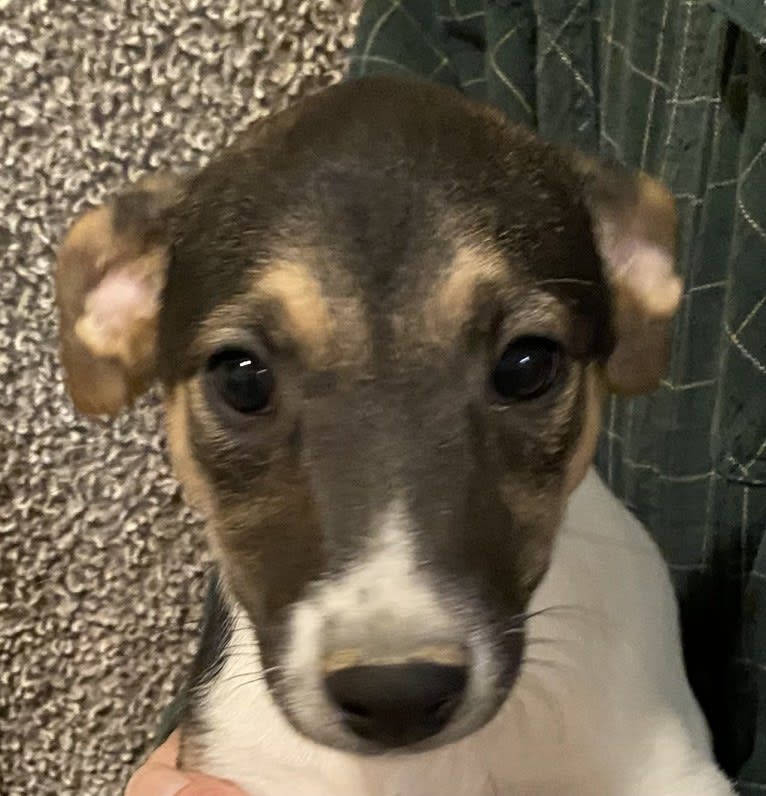 Peppa, a Whippet and Border Collie mix tested with EmbarkVet.com