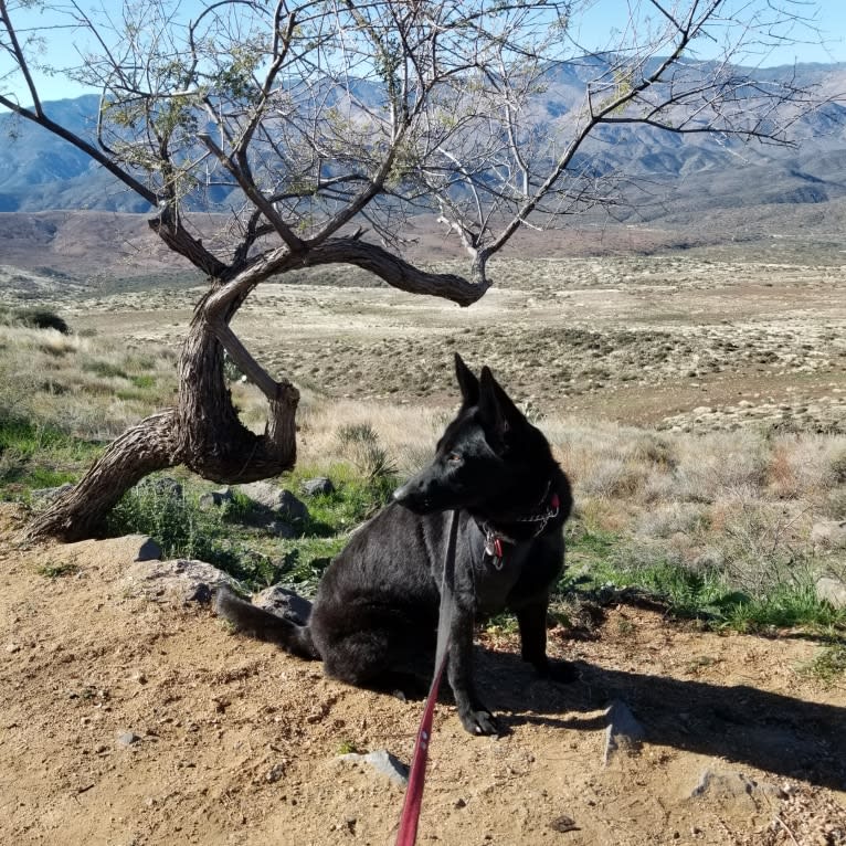 Ruby, a German Shepherd Dog tested with EmbarkVet.com