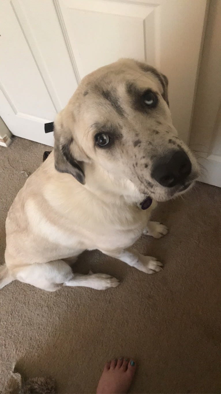 Blu, an Anatolian Shepherd Dog and Great Pyrenees mix tested with EmbarkVet.com