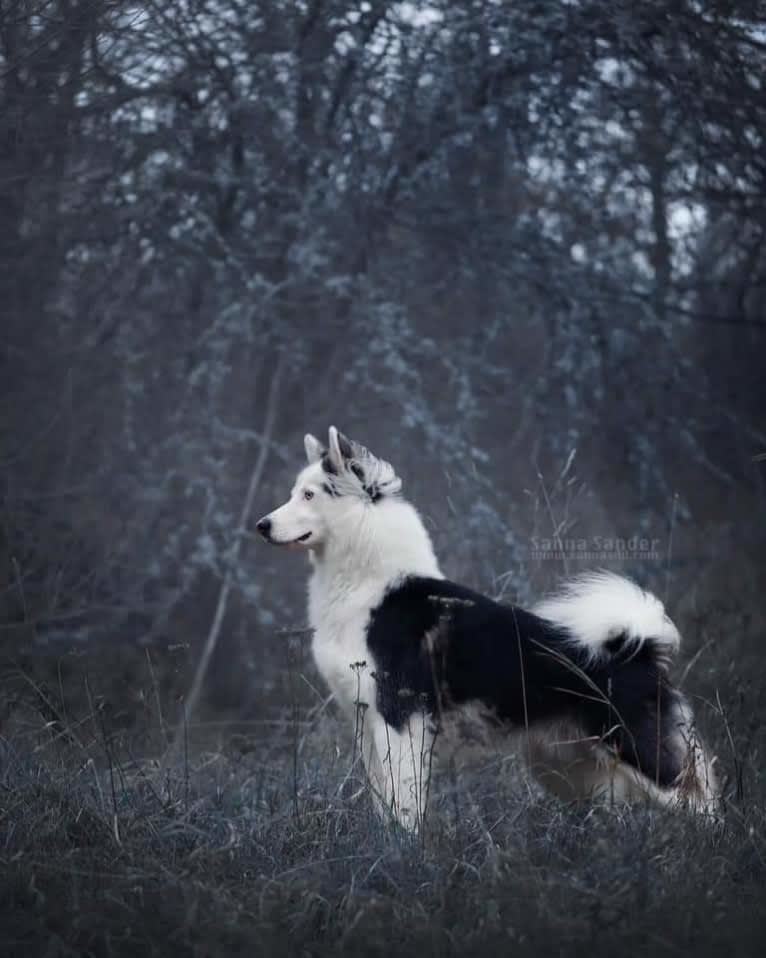 Faustus, a Yakutian Laika tested with EmbarkVet.com