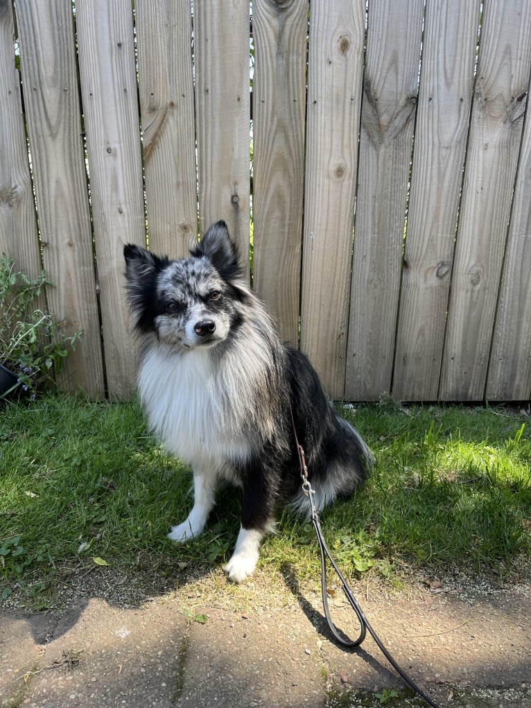 River, an American Eskimo Dog and Pomeranian mix tested with EmbarkVet.com