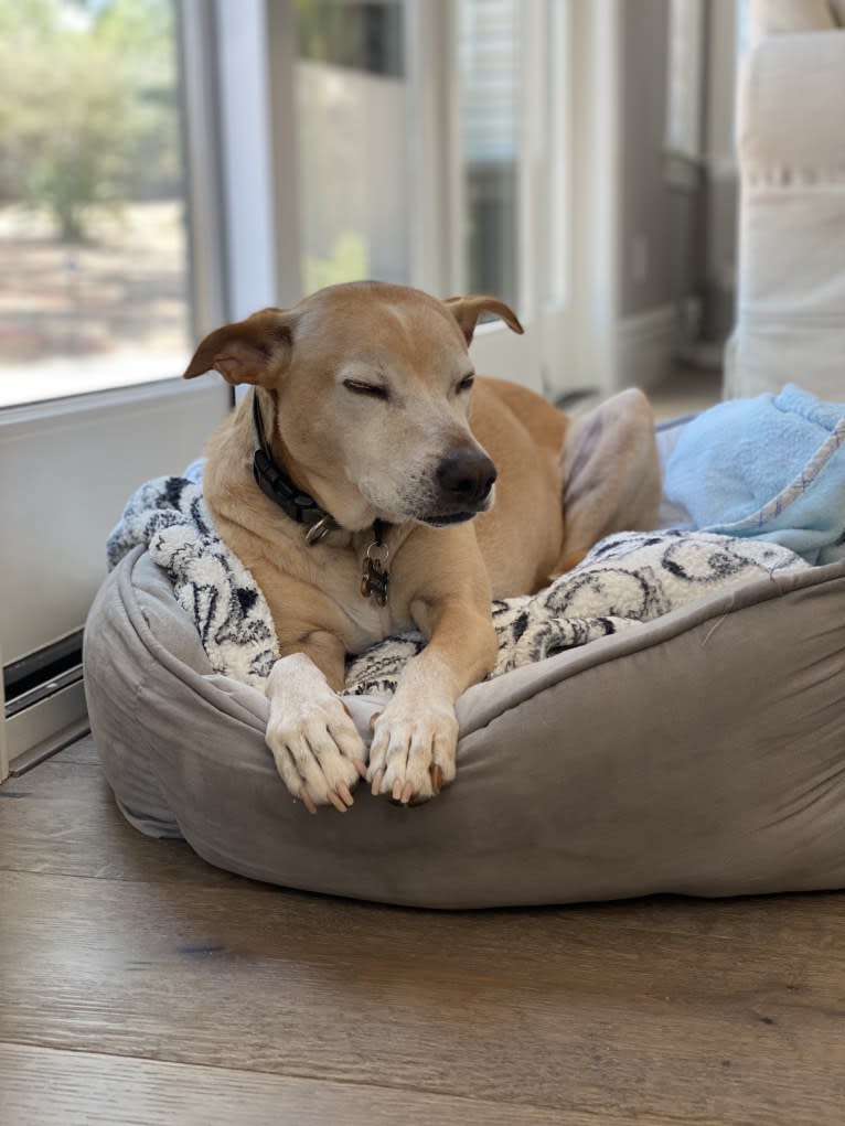 Jaxon, an American Pit Bull Terrier and Labrador Retriever mix tested with EmbarkVet.com