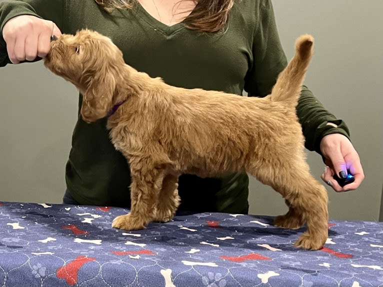 Beck, a Goldendoodle tested with EmbarkVet.com