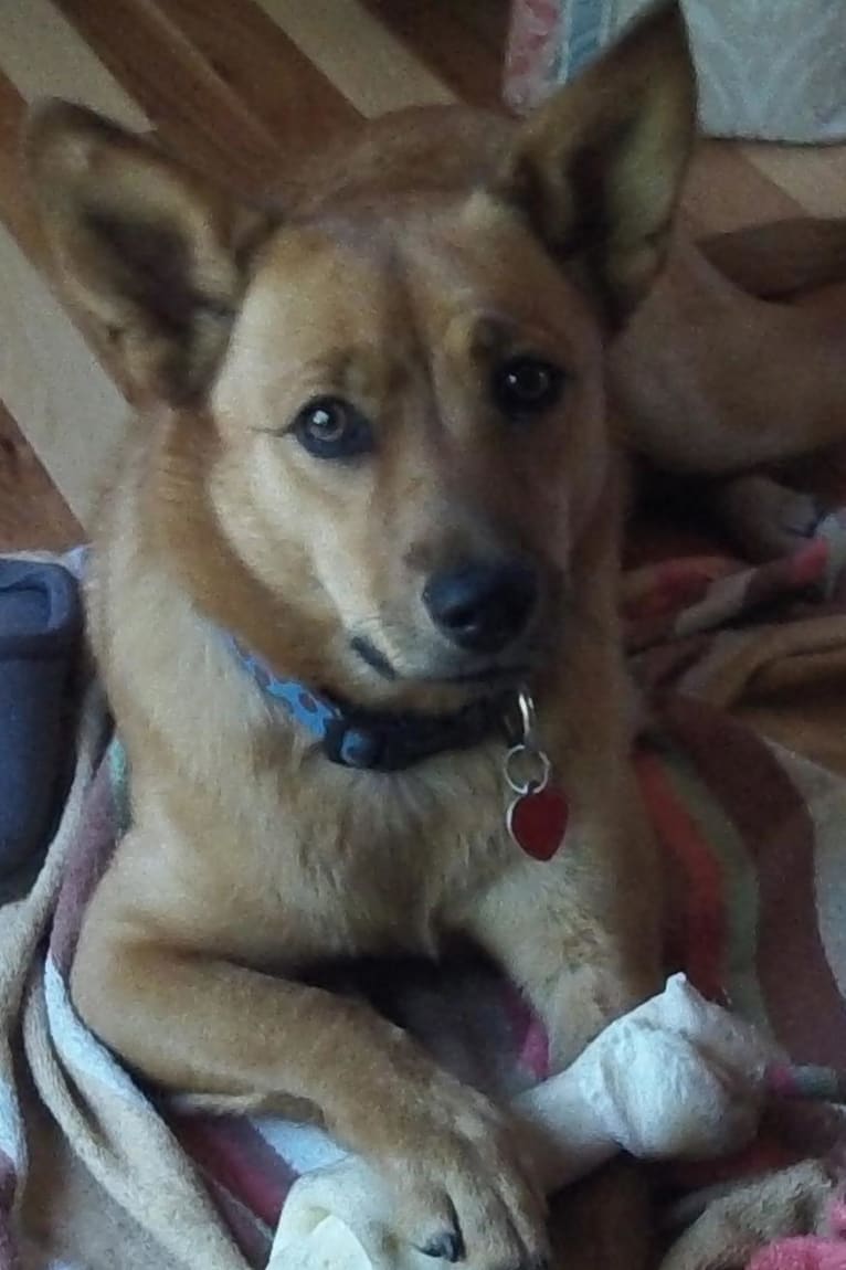 Scotchie, a Siberian Husky and German Shepherd Dog mix tested with EmbarkVet.com