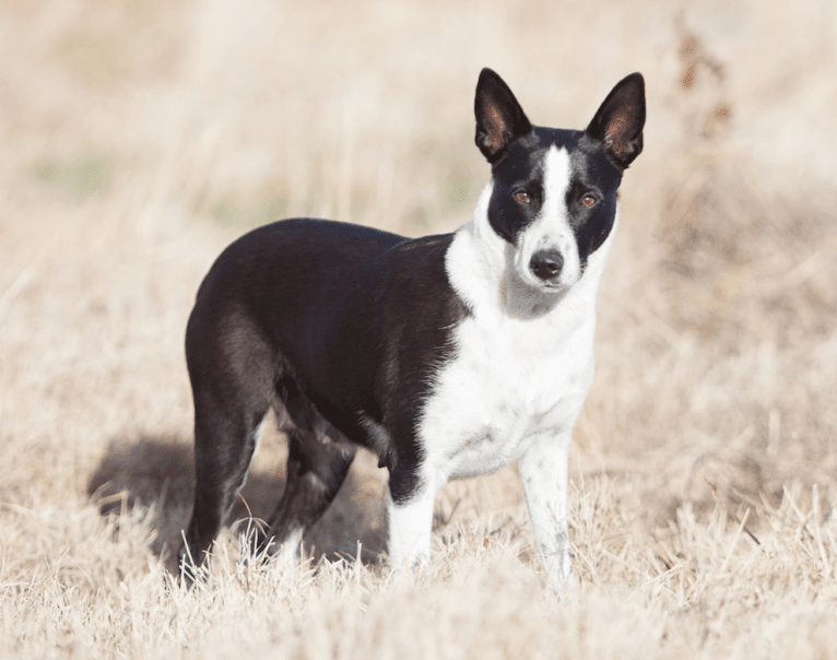 Alma, a McNab tested with EmbarkVet.com
