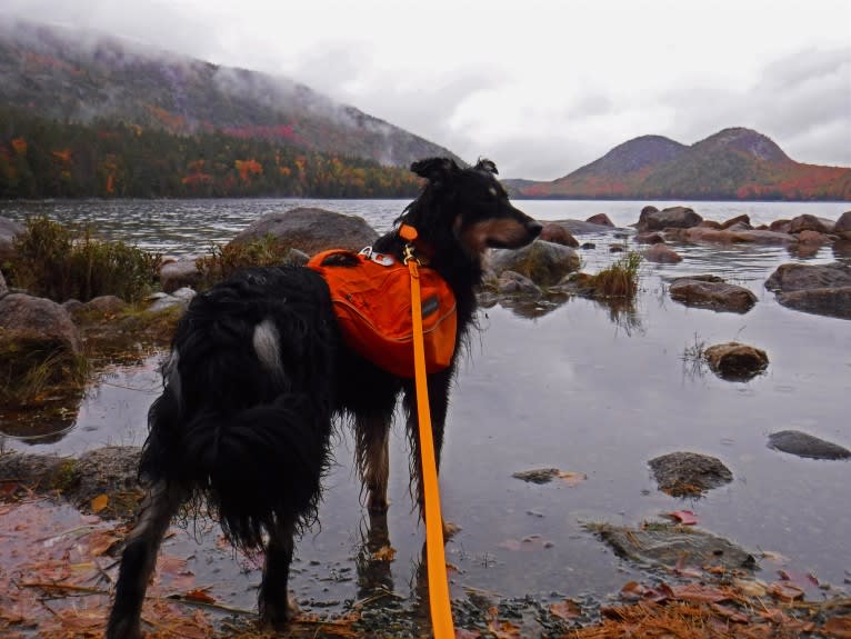 Maple, an English Shepherd tested with EmbarkVet.com