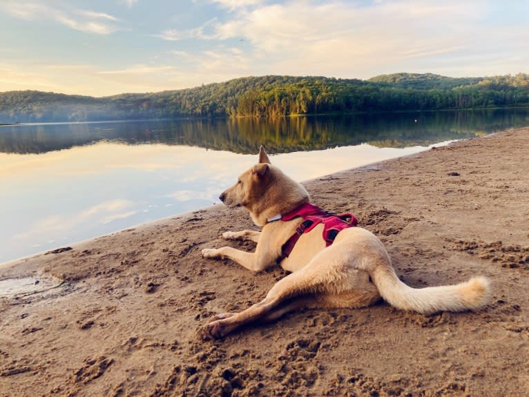 Moonsae, a Japanese or Korean Village Dog tested with EmbarkVet.com