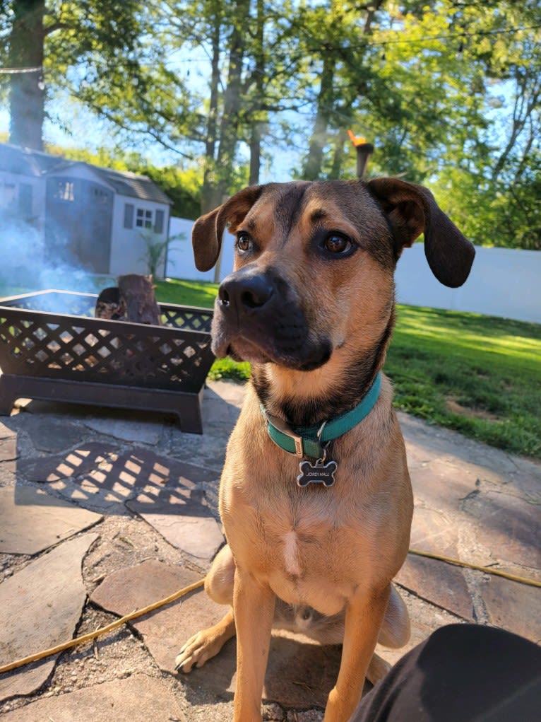 Jordi, an American Pit Bull Terrier and Treeing Walker Coonhound mix tested with EmbarkVet.com