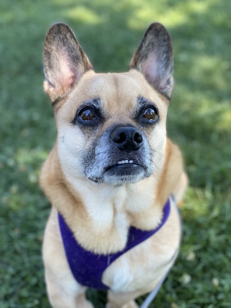 Murray, a Pug and Pembroke Welsh Corgi mix tested with EmbarkVet.com